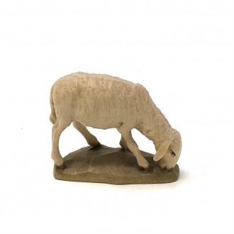 Sheep grazing ANRI Bernardi 10 cm