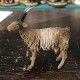 Goat Angela Tripi 13 cm, Angela Tripi 13 cm