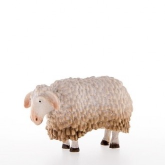 Sheep bent over -kastlunger-