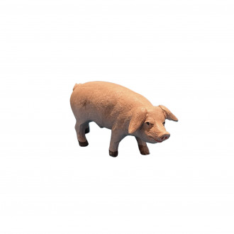 Pig