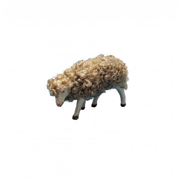 Pecora lanosa chinata