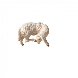 sheep scratching itself -kostner-