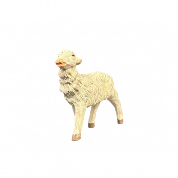 Sheep standing